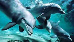 Dupin je riba ili sisavac?